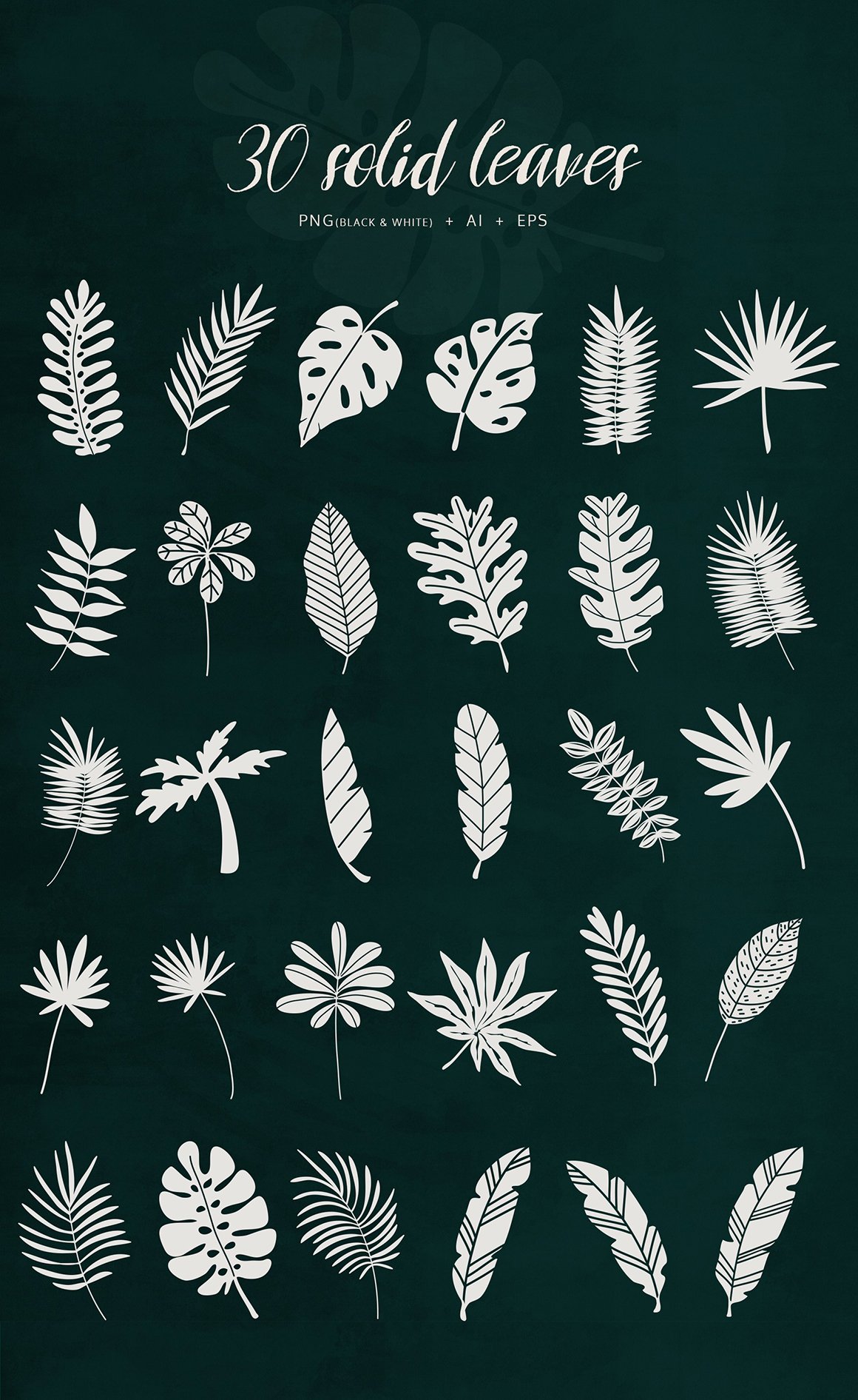 Tropical Leaves & Patterns
