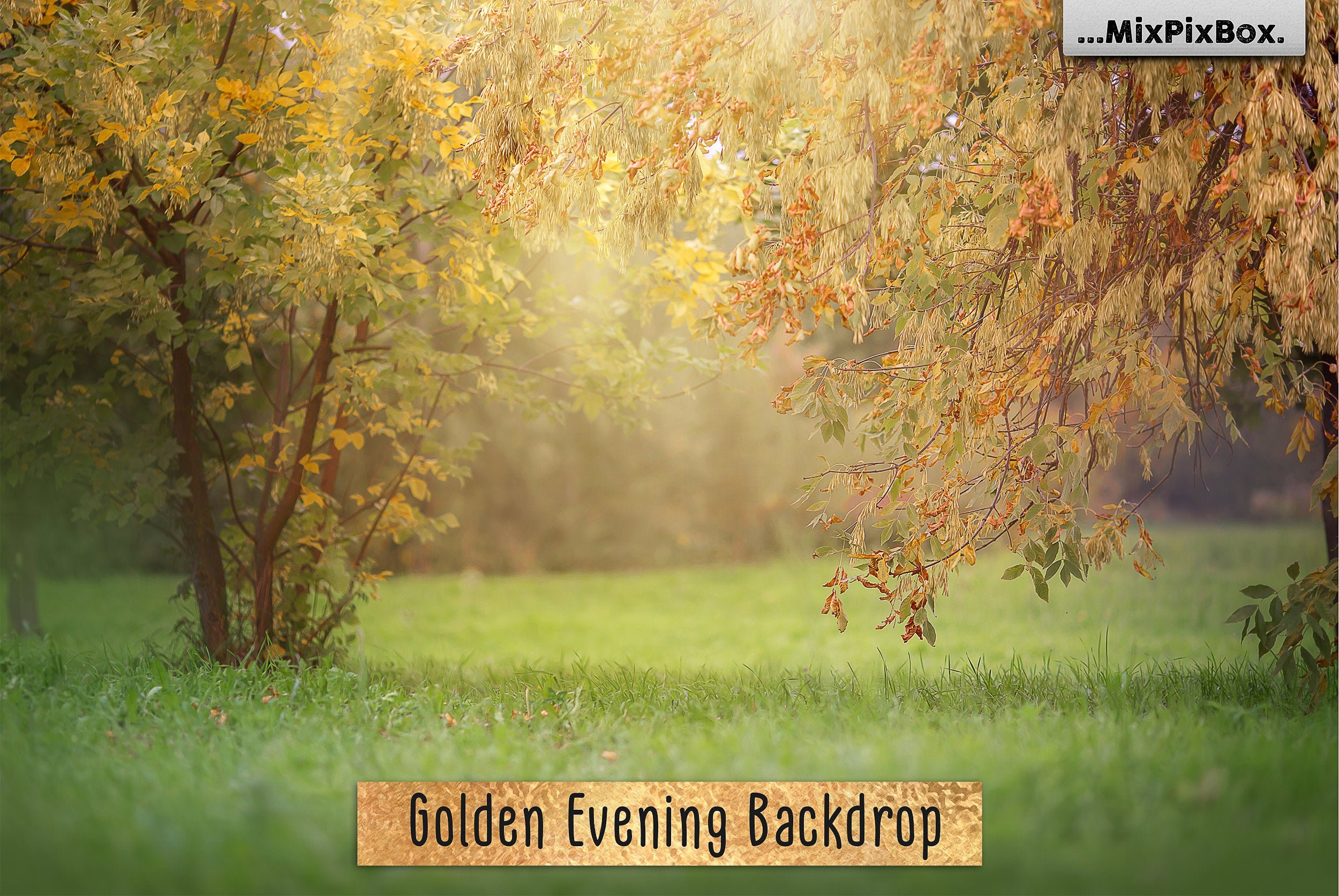 Golden Evening Backdrop