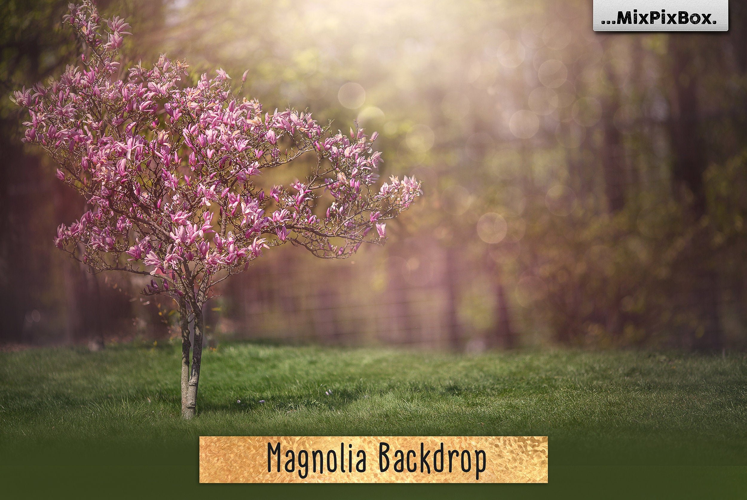 Magnolia Backdrop