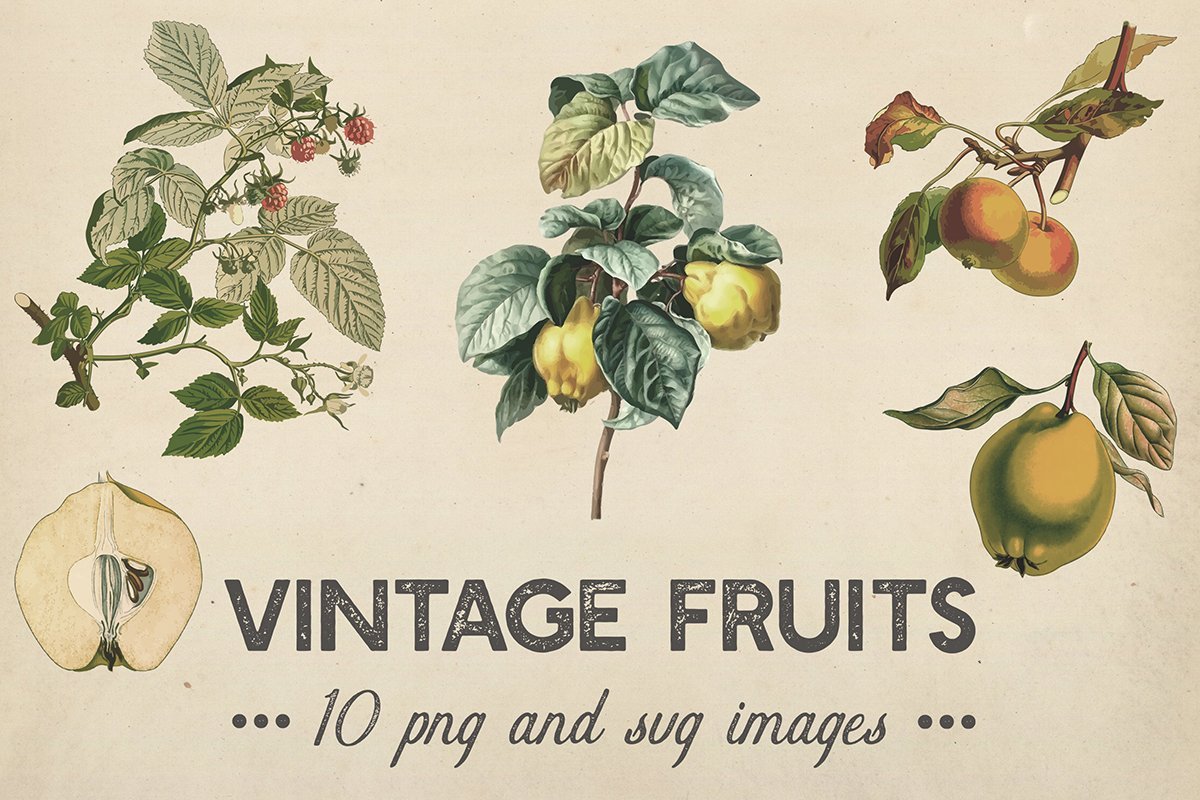 Shabby Fruits & Plants Clipart