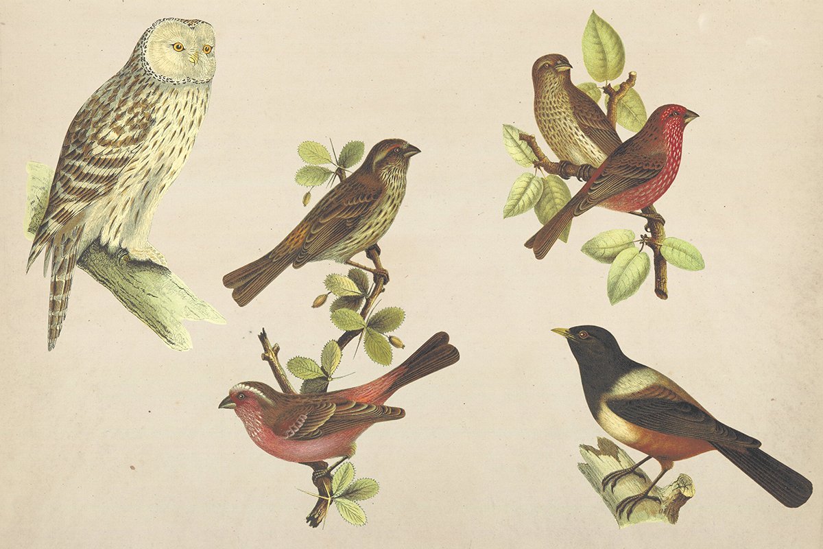 Vintage Birds Clipart