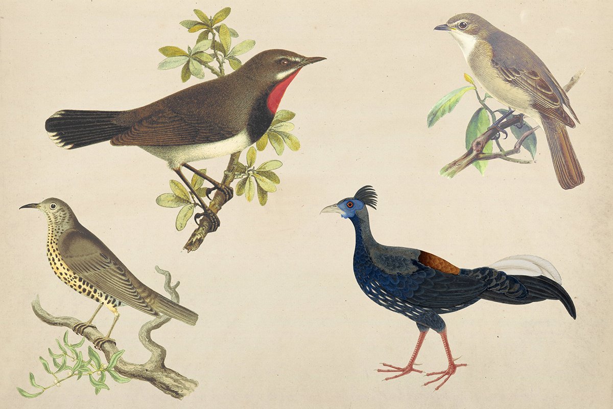 Vintage Birds Clipart