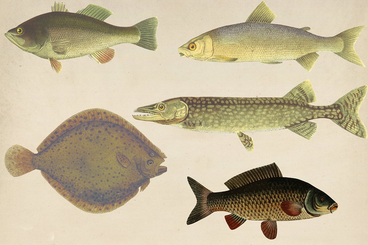 Vintage Fishes Clipart