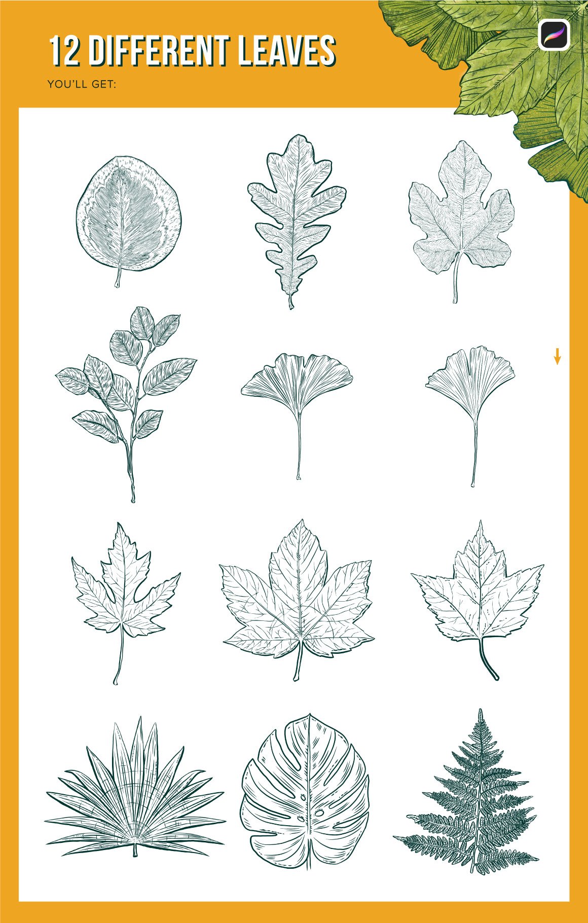 12 Leaf Procreate Stamp Brushes