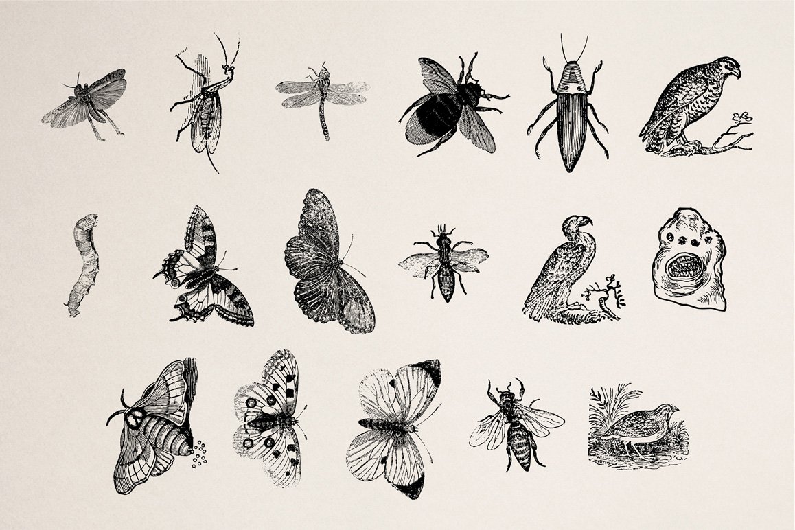 Animals of Air, Land & Water Illustrations