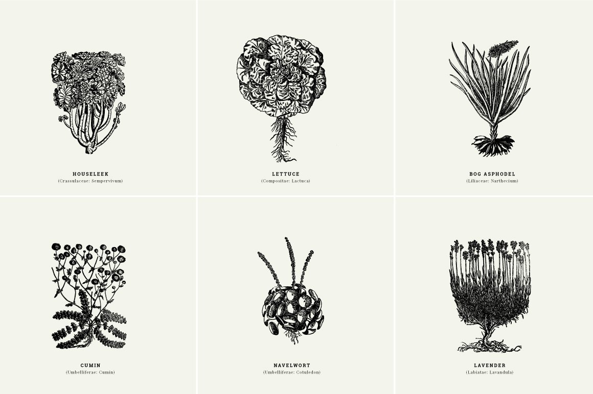 Botanical Illustrations Vol.1