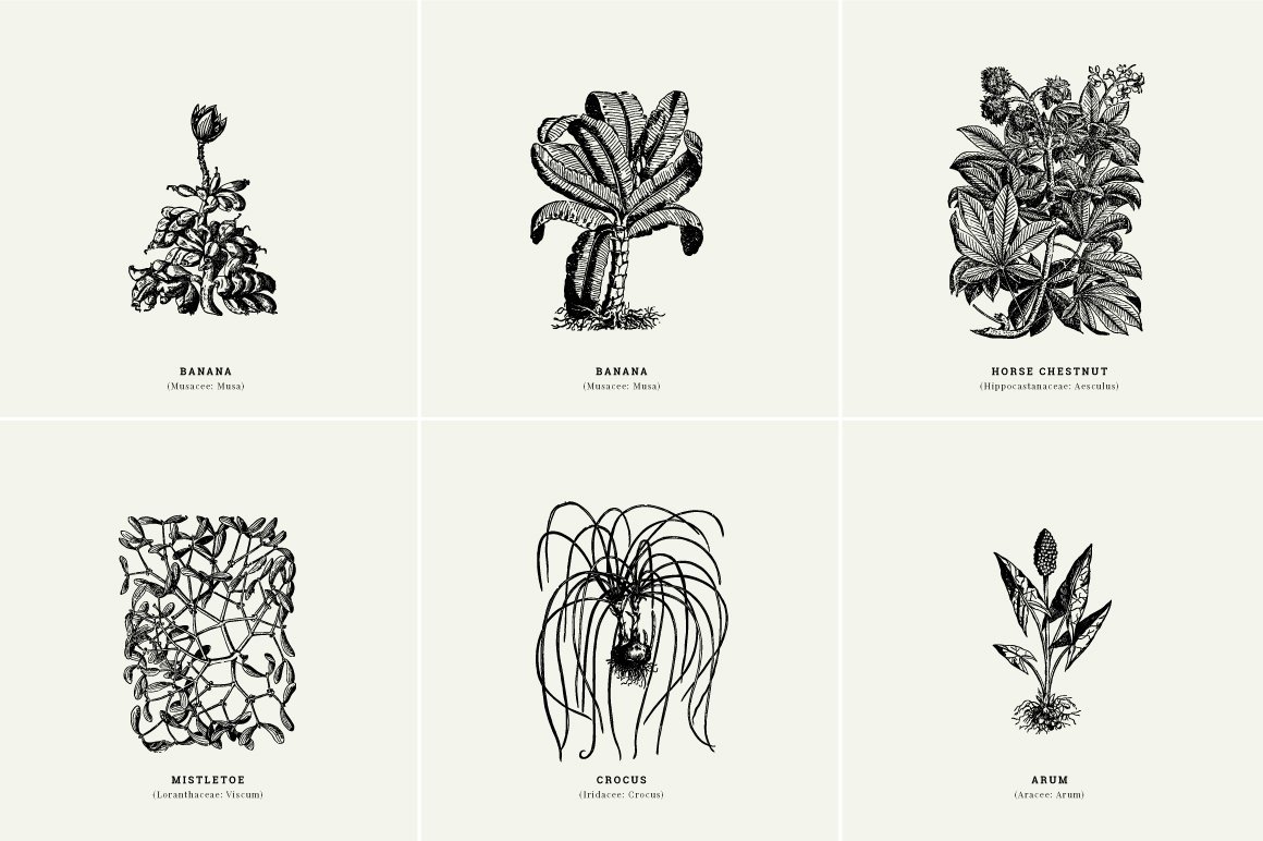 Botanical Illustrations Vol.1