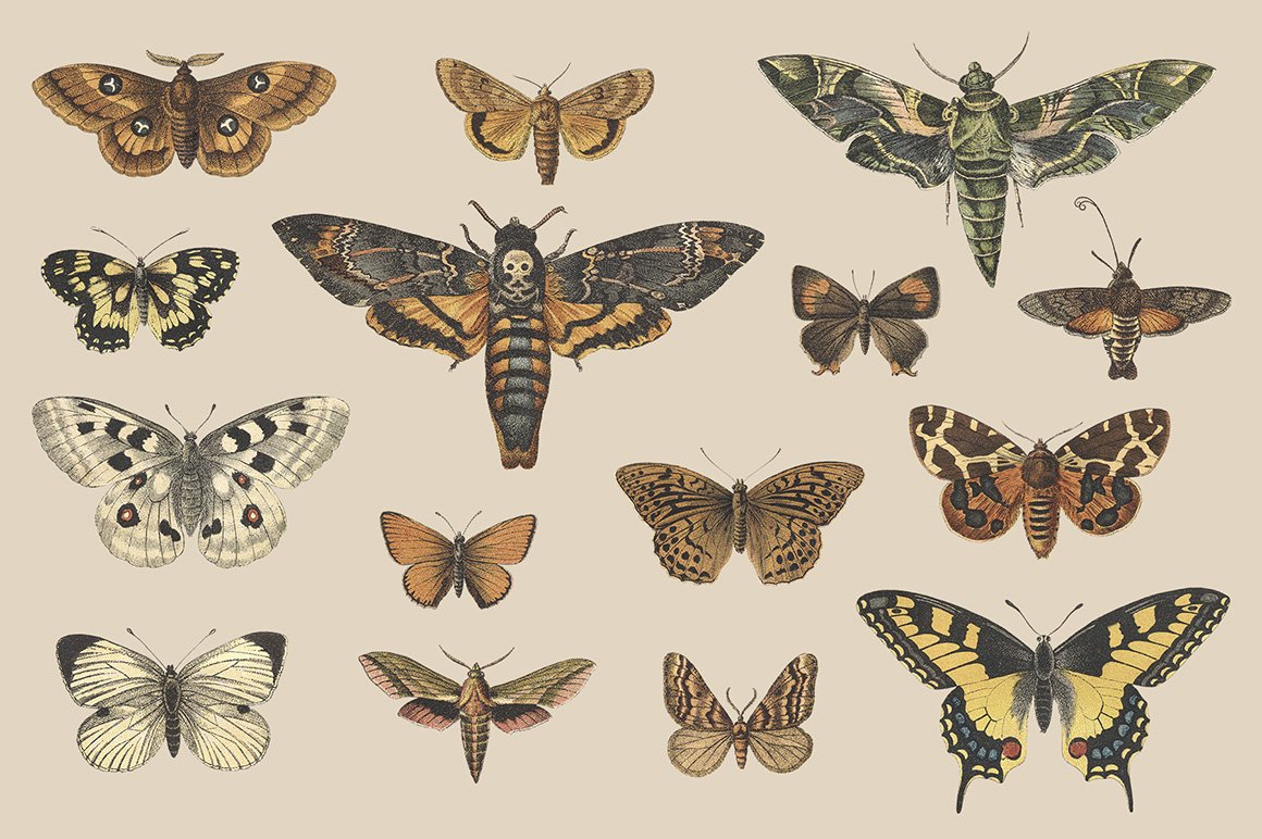 Butterflies & Moths Vintage Graphics