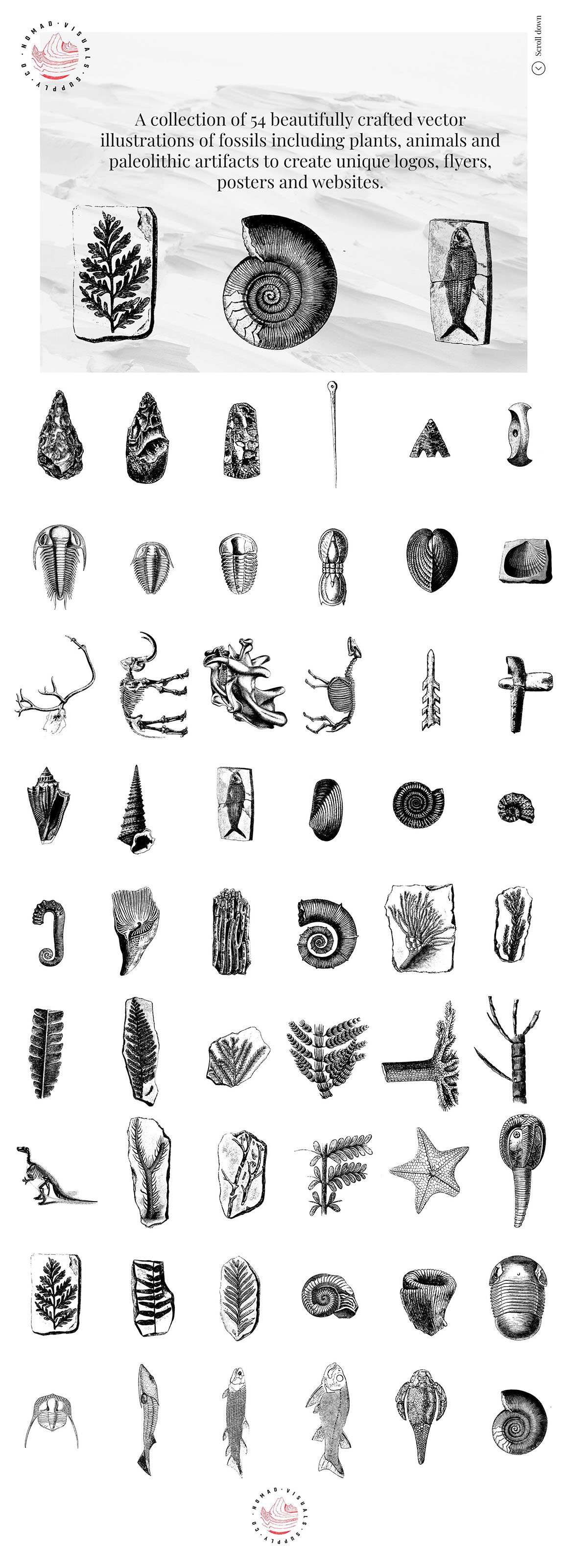Fossils Illustrations
