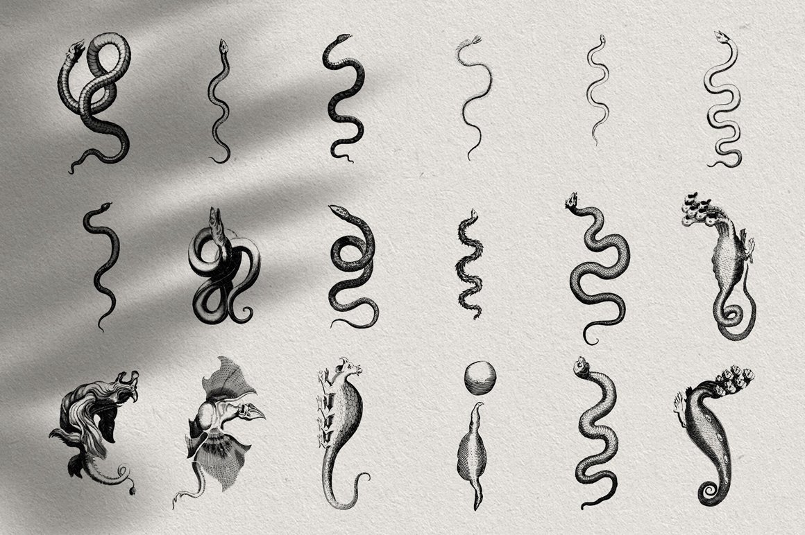 Snakes & Dragons Illustrations