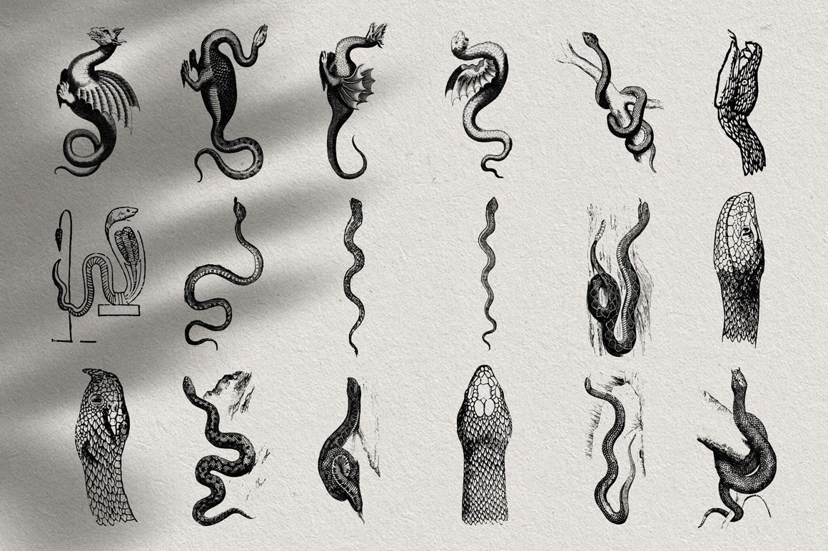 Snakes & Dragons Illustrations
