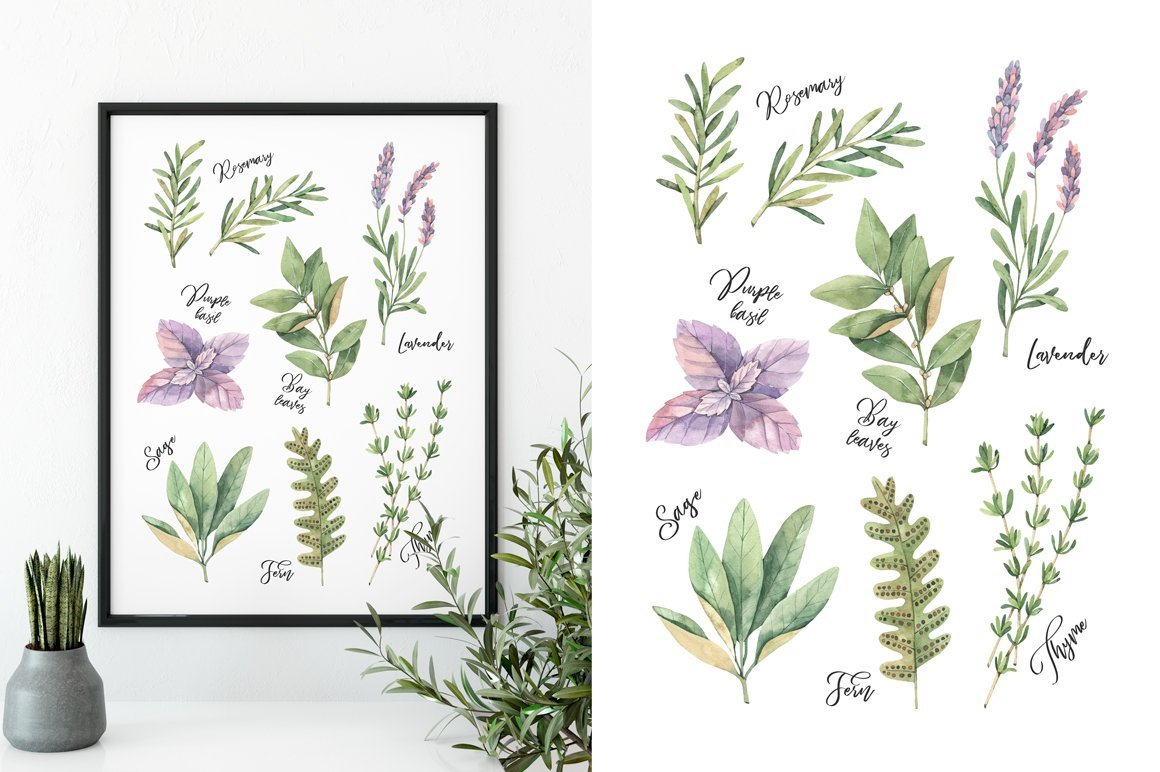 Watercolor Herbs Collection. Sage, Fern, Basil