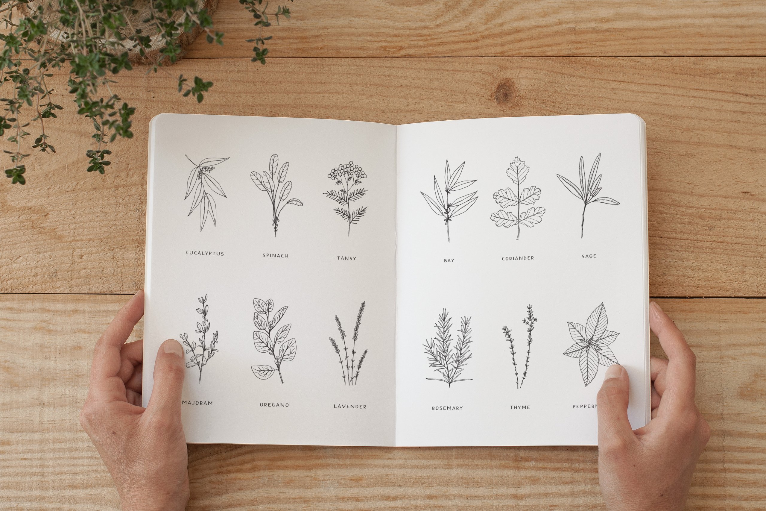 Hand-Drawn Herbs Collection
