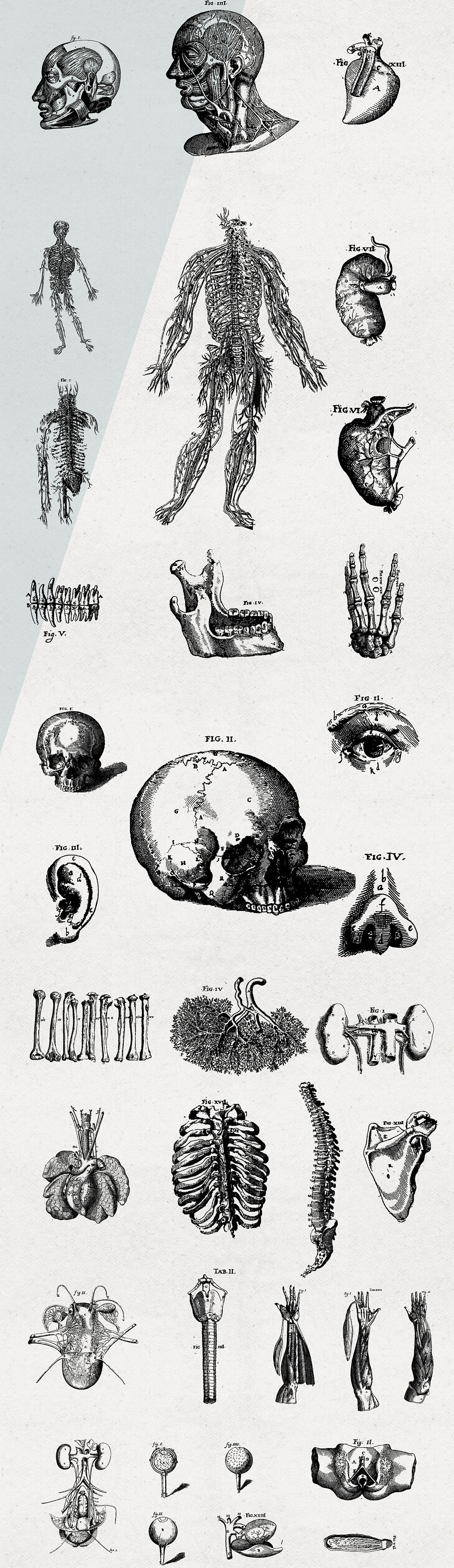 Anatomy Illustrations