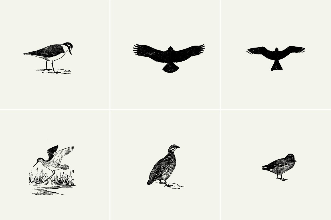 Birds Illustrations
