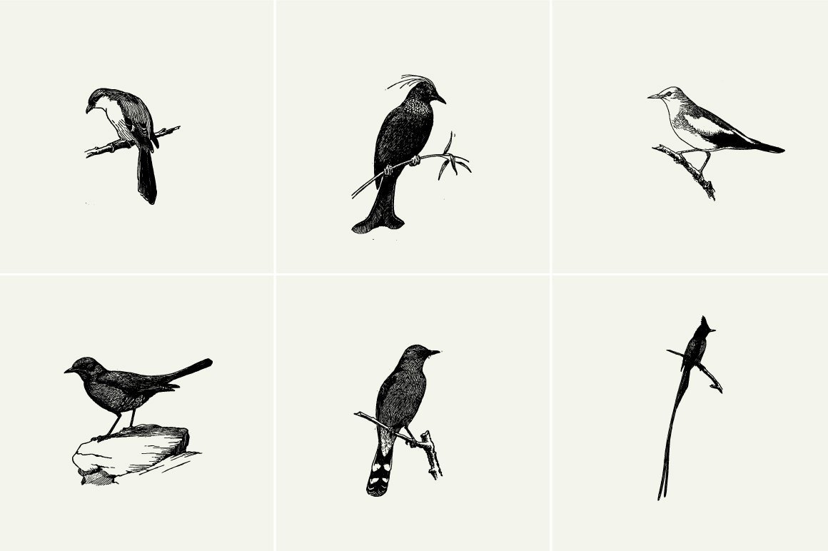 Birds Illustrations