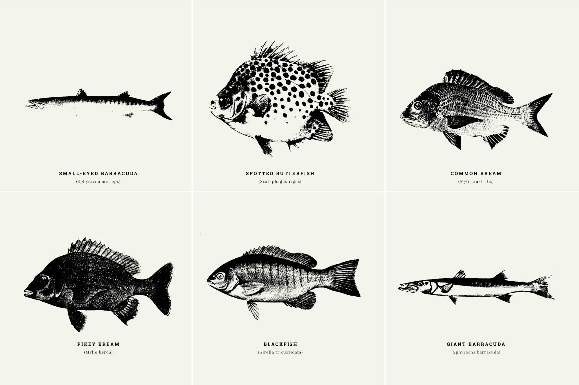 Fishes Illustrations