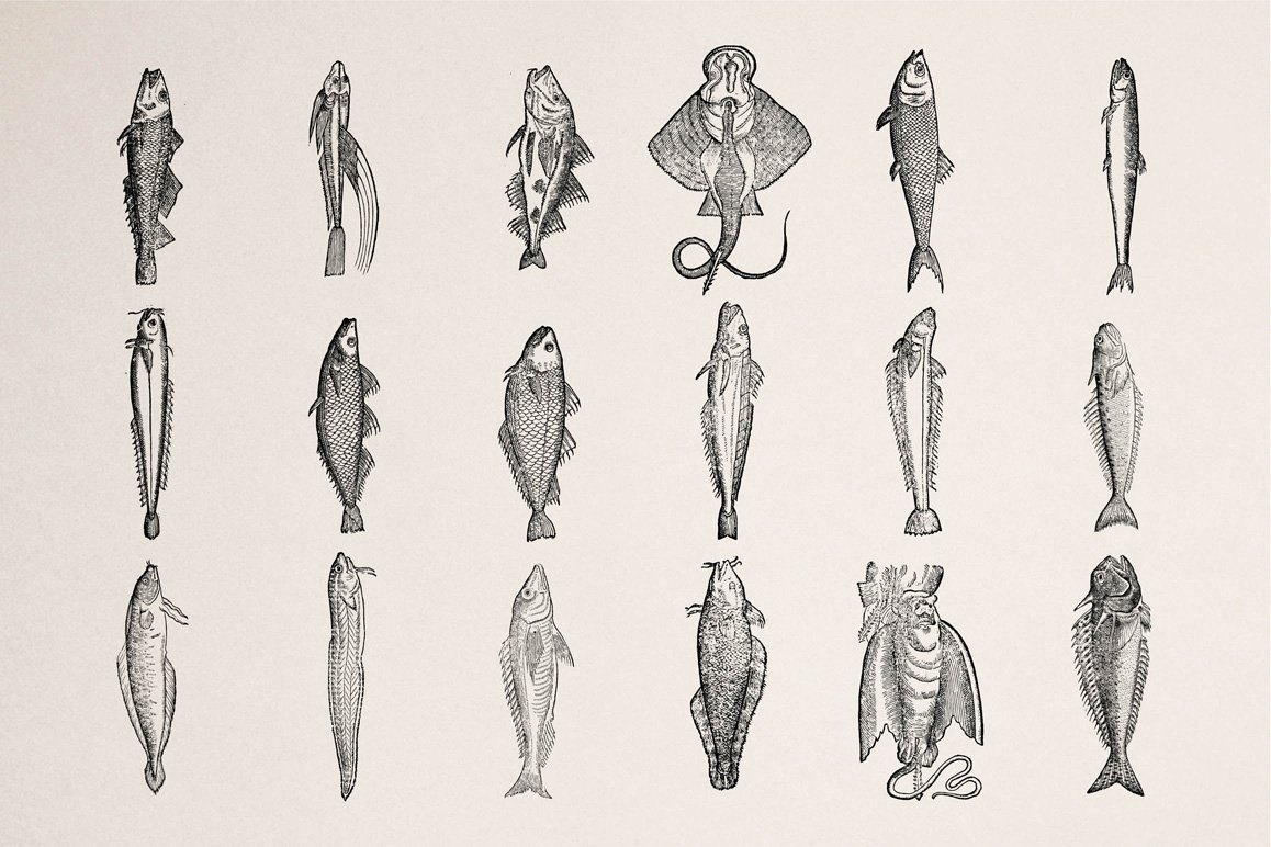Fishes - Vol. 1