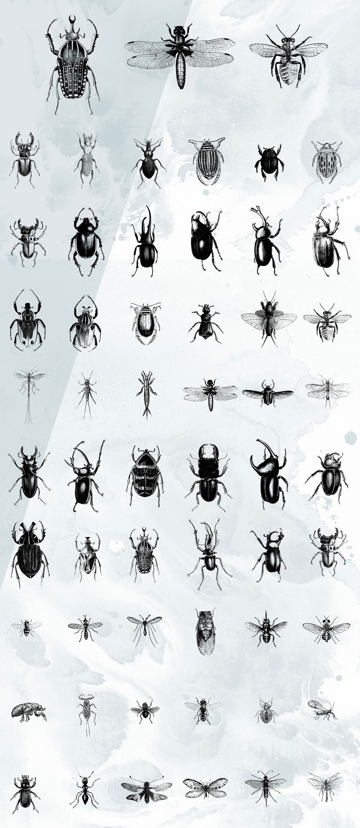 Insects Illustrations