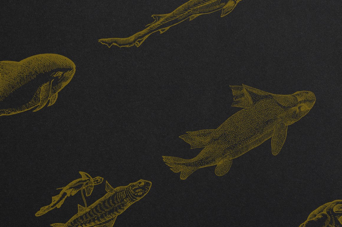 Whales and Sharks Illustrations