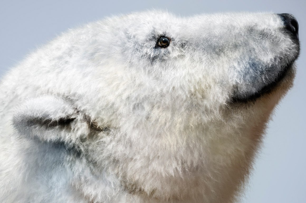 28 Realistic Fur Brushes for Adobe Photoshop