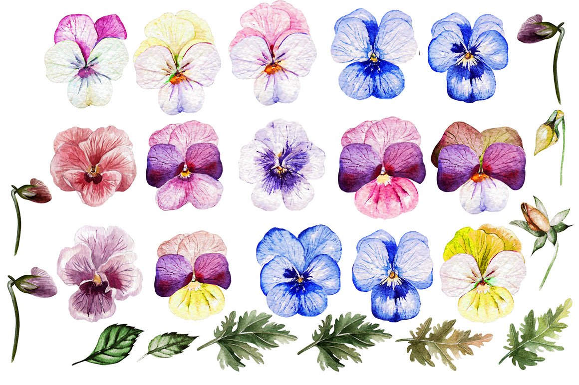 Beautiful Watercolor Pansy Flowers