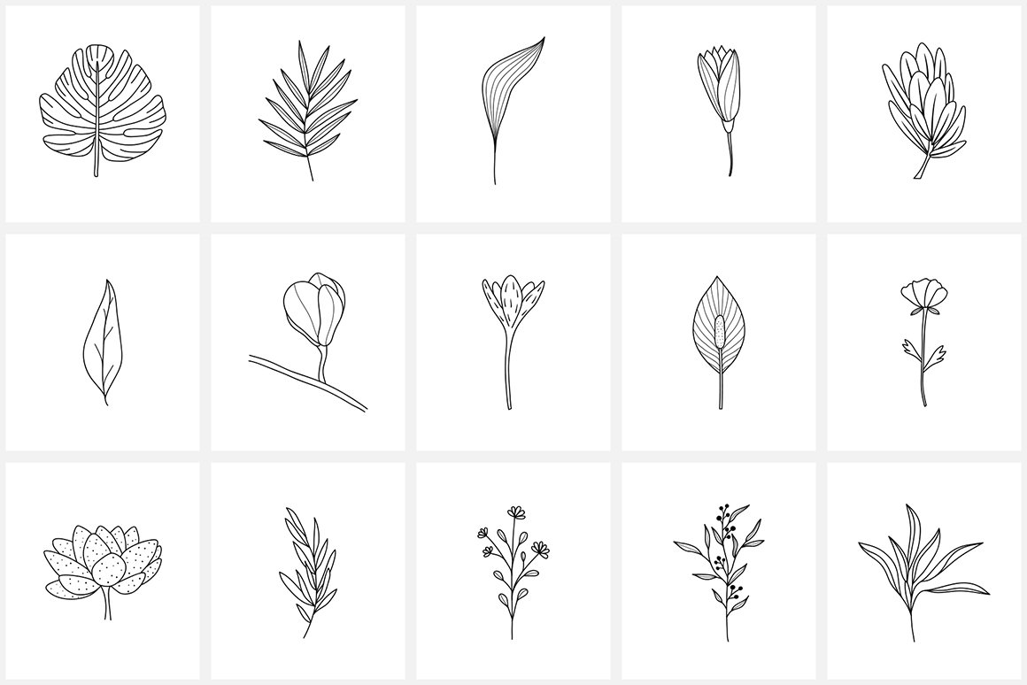 Flowers & Plants -  Botanical Line Illustrations