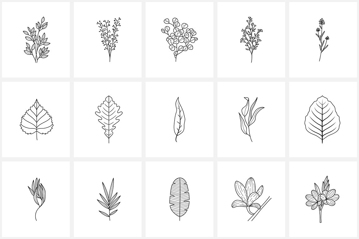 Flowers & Plants -  Botanical Line Illustrations