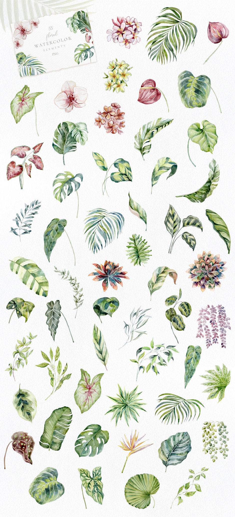Jungle Flowers, Plants & Animals. Frames & Pattern
