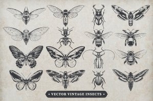 Vintage Insects Vector Set