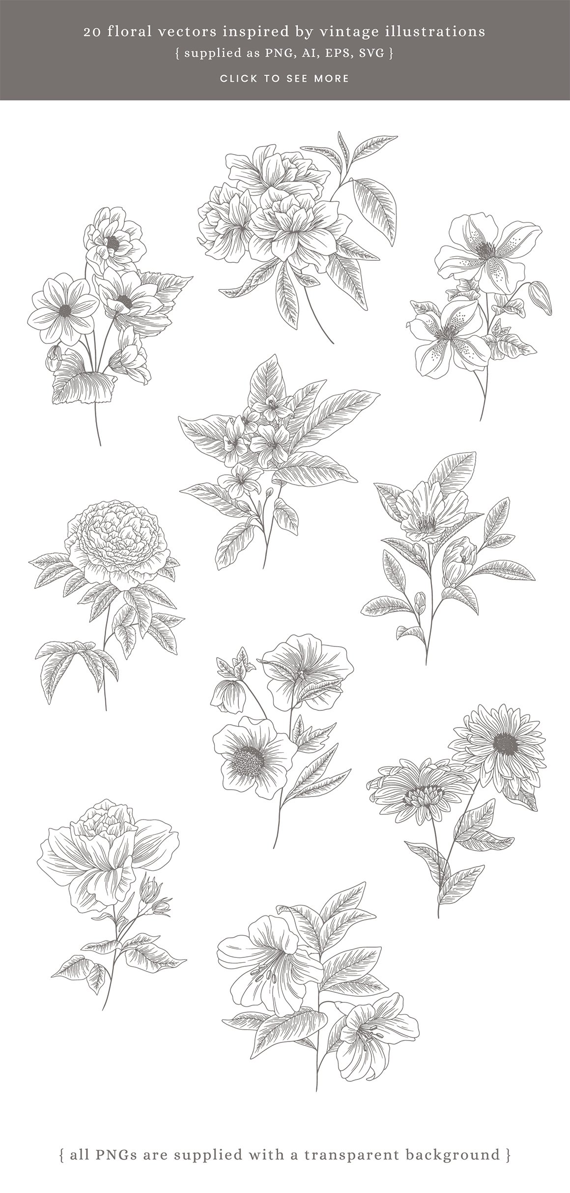 Floral Studies Vector Illustrations II