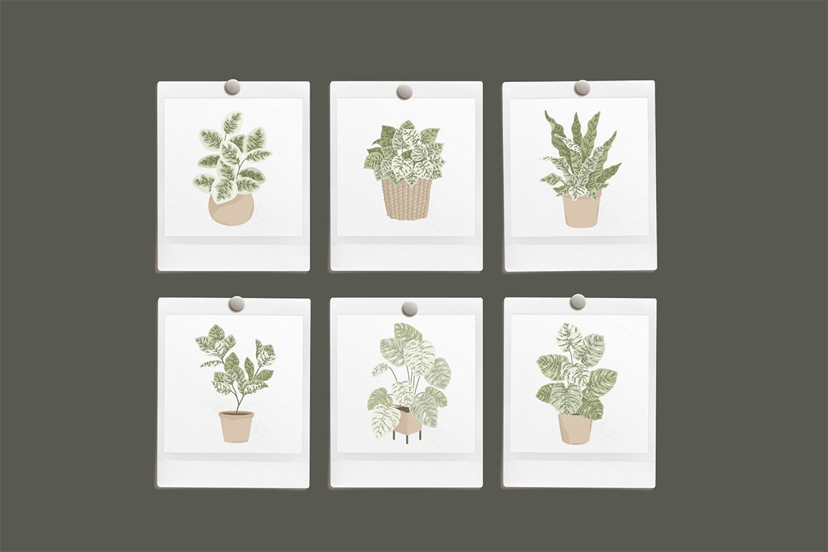 House Plants Colour Vector Illustrations + Pattern