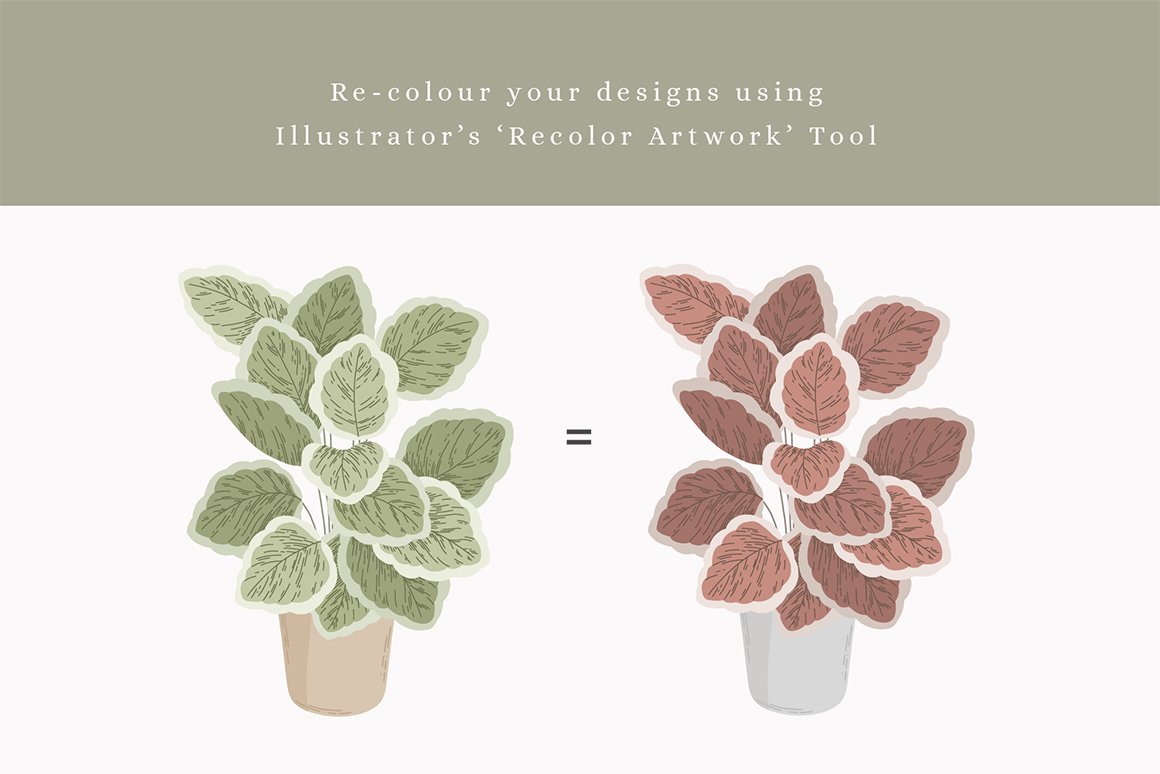 House Plants Colour Vector Illustrations + Pattern