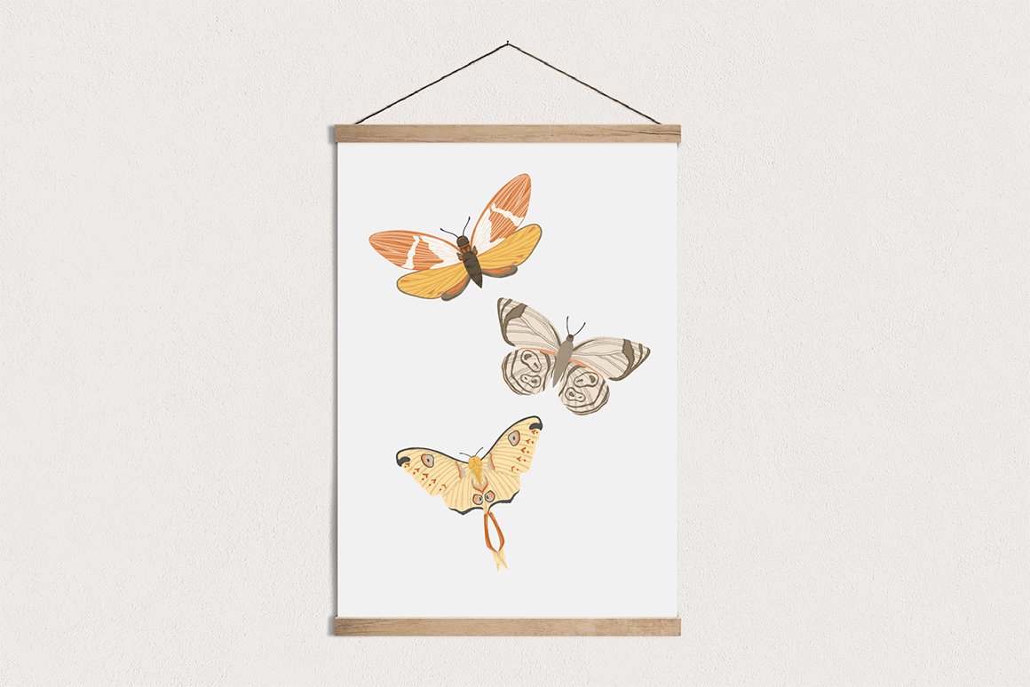 Moths Colour Vector Illustrations
