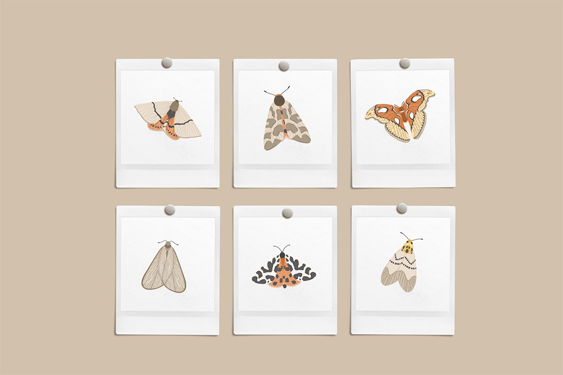 Moths Colour Vector Illustrations