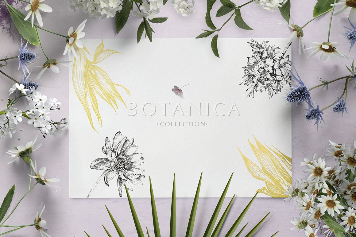 Botanica Illustrations Collection