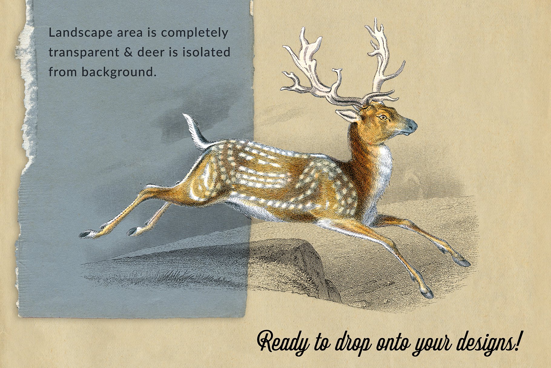Oh Deer Vintage Engraving Illustration Graphics