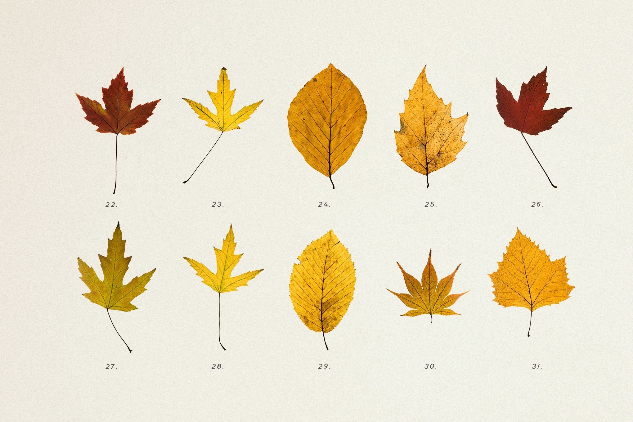 Pressed Autumn Leaves Vol. 4