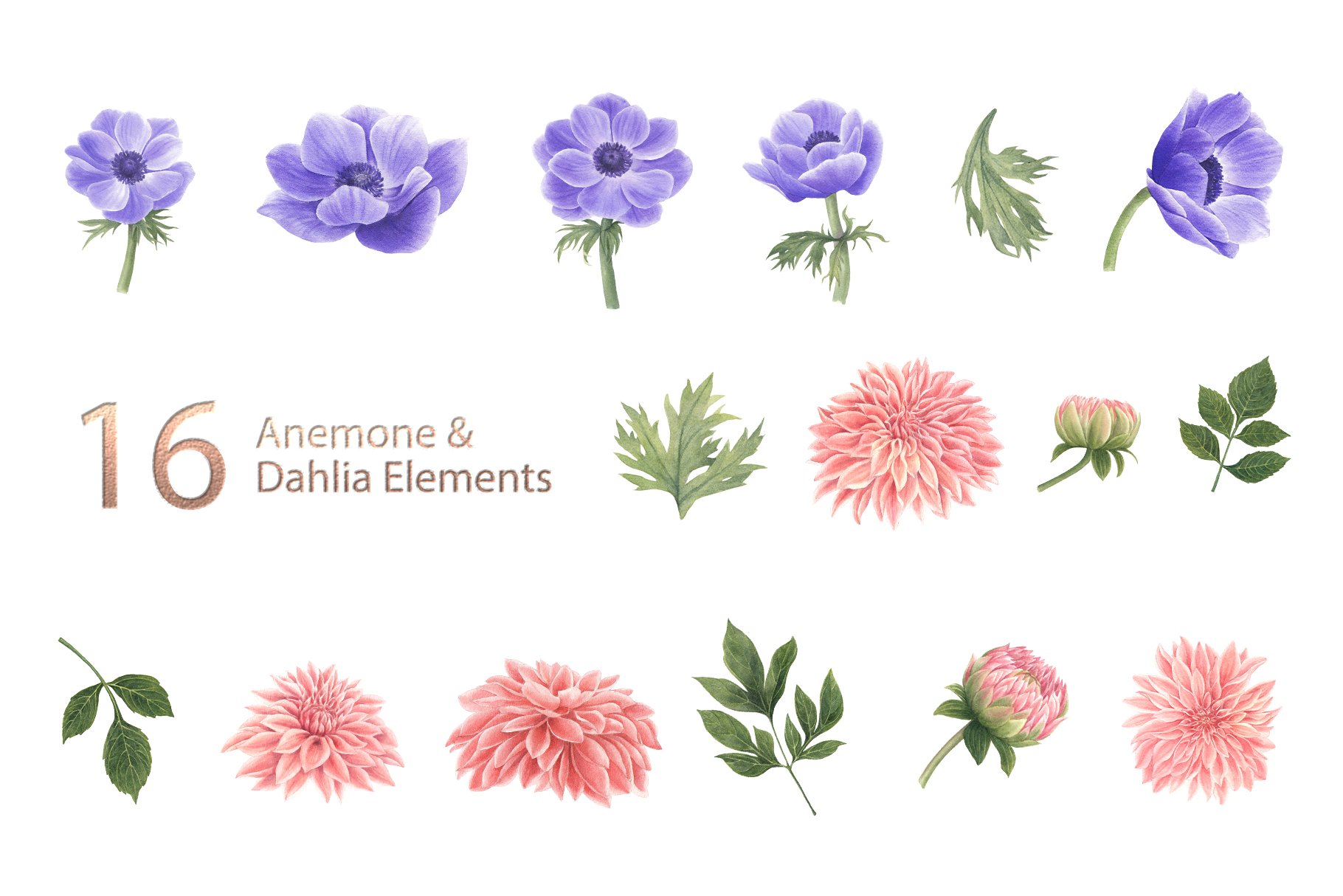 Anemone & Dahlia Flowers Watercolor