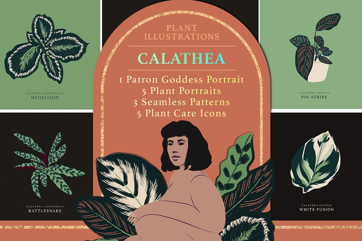 Calathea Plant Illustration Pack