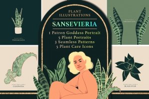 Sansevieria Plant Illustration Pack