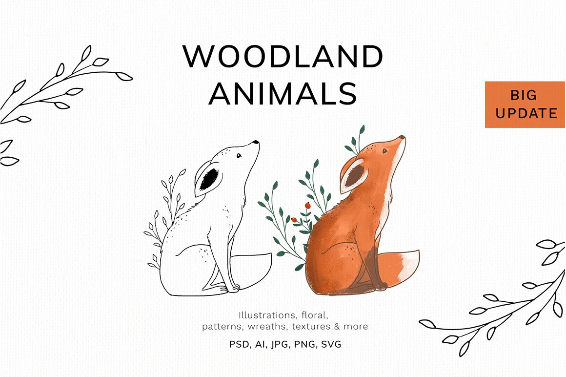 Woodland Animals Illustrations