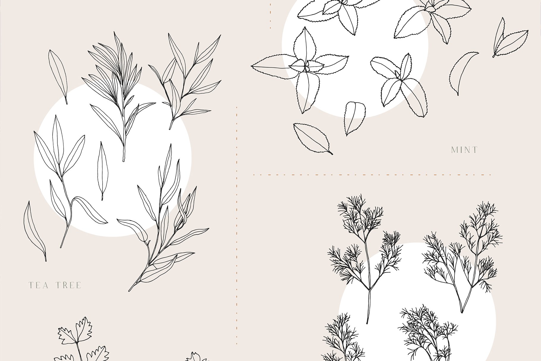 Herbs Patterns & Illustrations