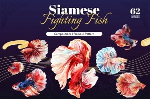 Siamese Fighting Fish Watercolor