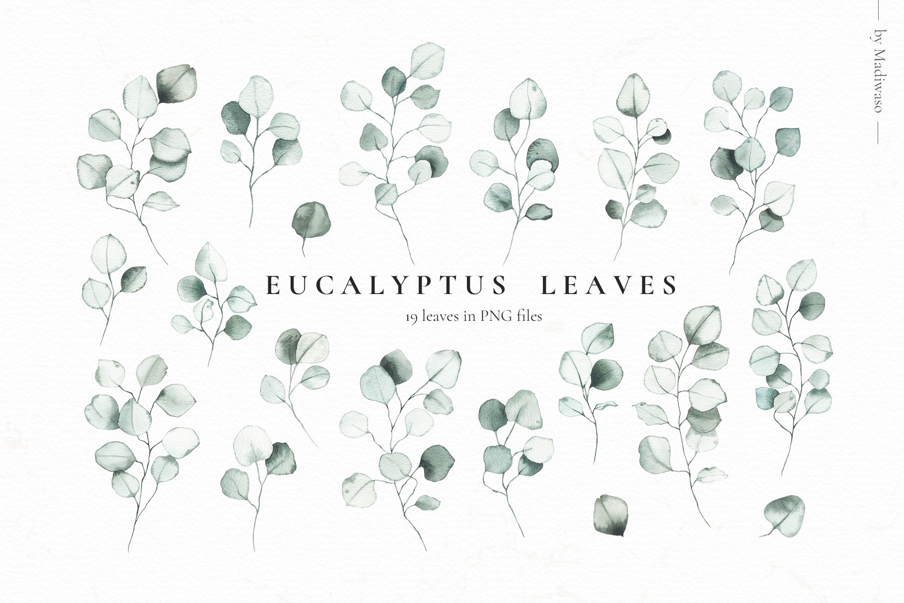 Eucalyptus - Watercolor Green Leaves
