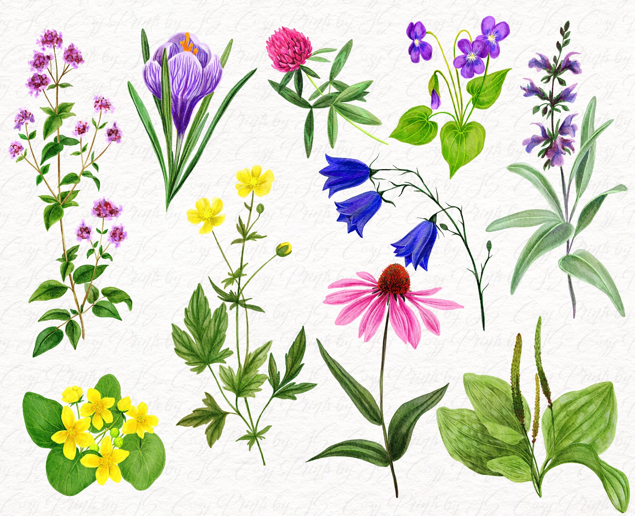 Field Flowers Watercolor Collection