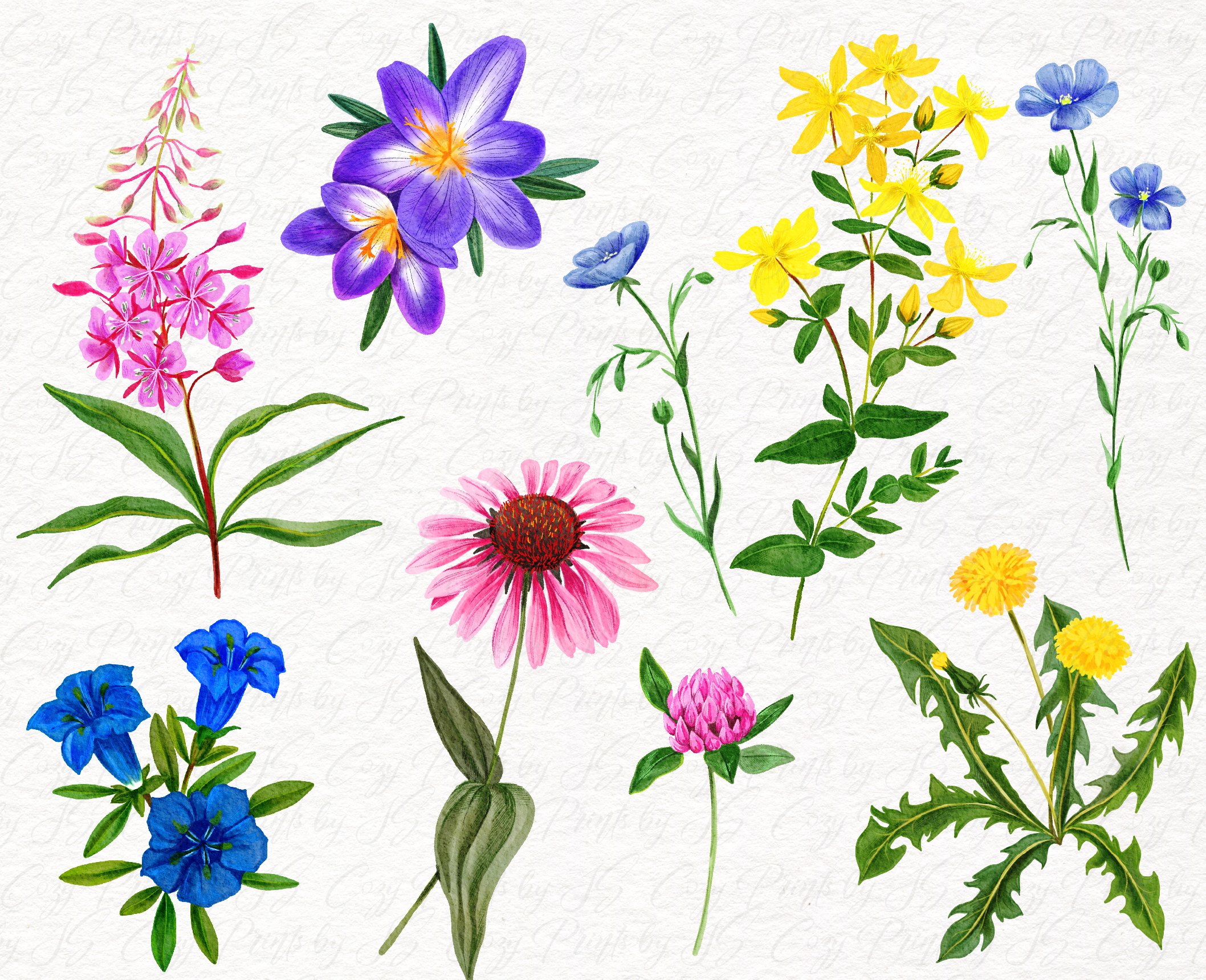Field Flowers Watercolor Collection