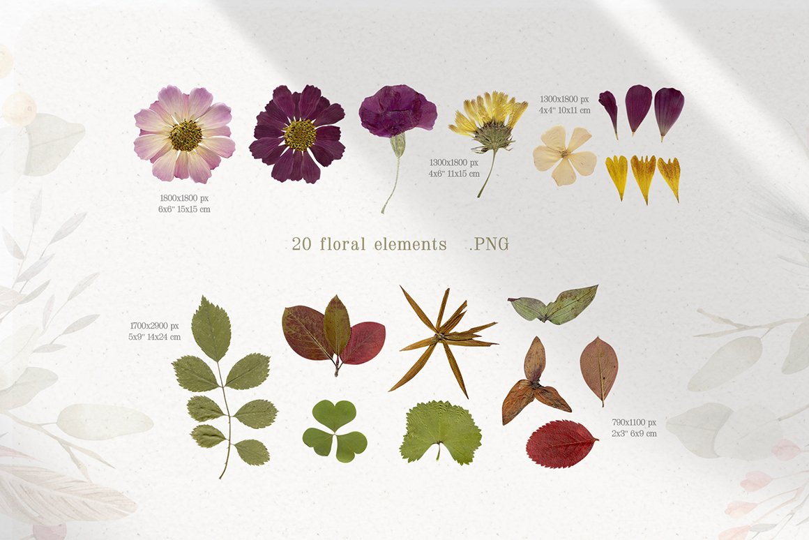 Magic Dry Flowers - Herbarium Watercolor Collection