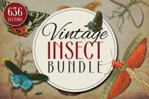 Insect Vector Graphics Bundle