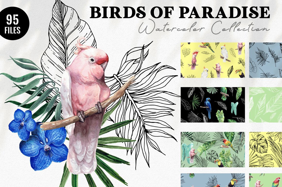 Birds of Paradise Watercolor Collection